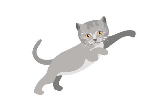 British Short Hair Cat Jumping