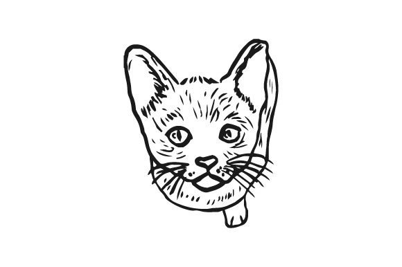 Burmese Cat, Top View