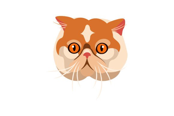 Exotic Short Hair Cat Floating Head