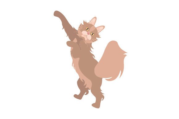 Maine Coon Cat Jumping