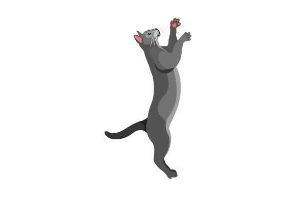 Russian Blue Cat Jumping