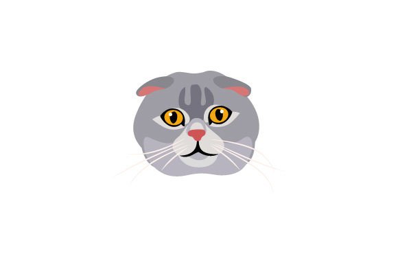 Scottish Fold Cat Floating Head