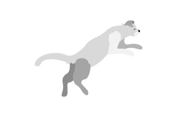 Scottish Fold Cat Jumping