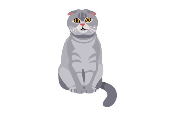 Scottish Fold Cat Sitting