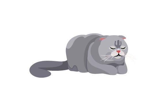 Scottish Fold Cat Sleeping