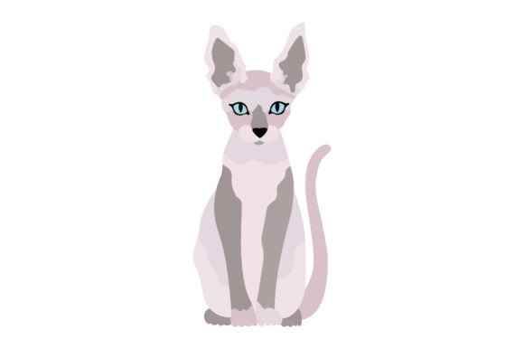 Sphynx Cat Sitting